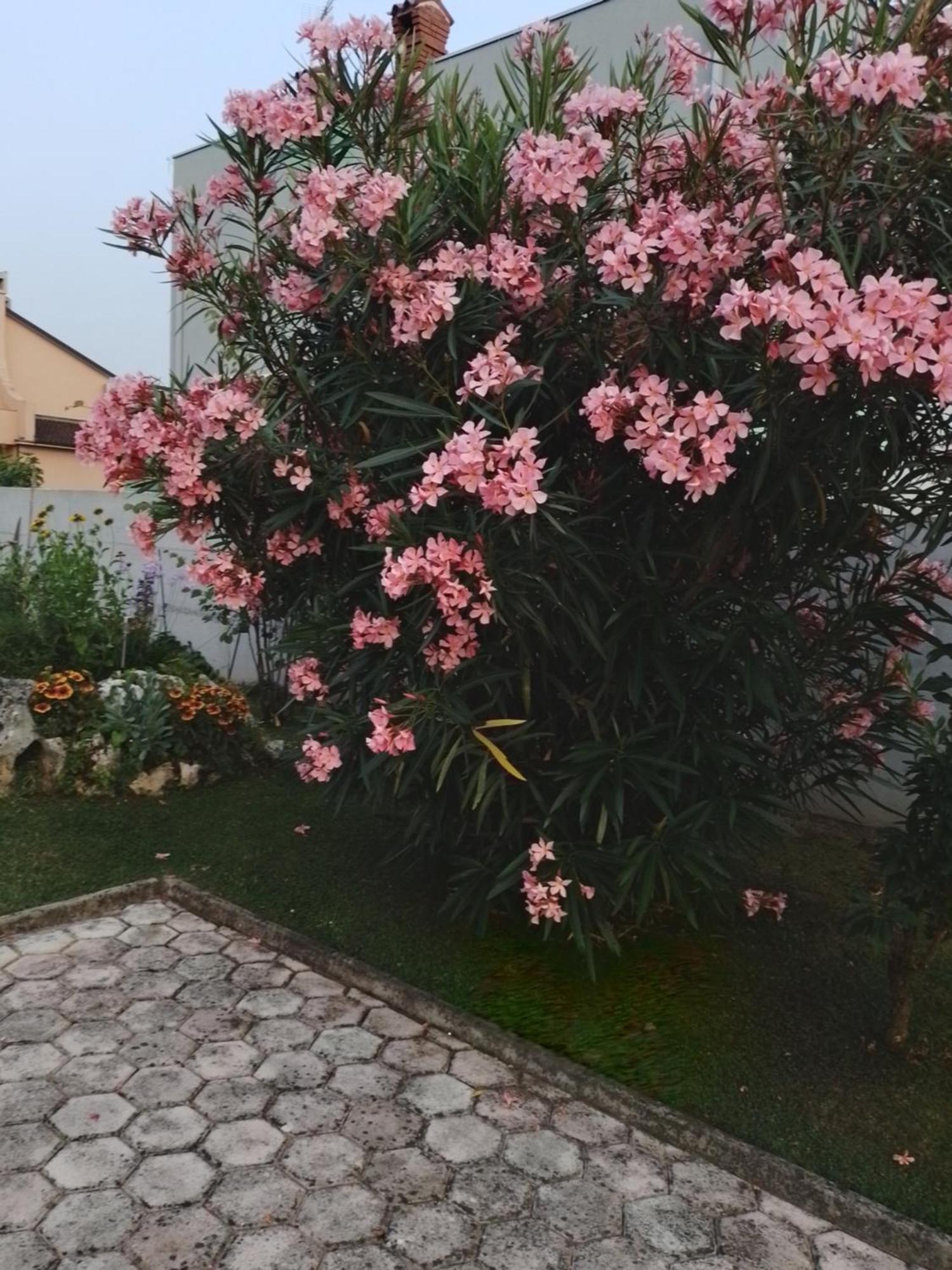 Olga Apartmán